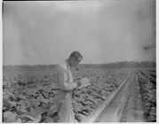 Soil scientist in a tobacco field